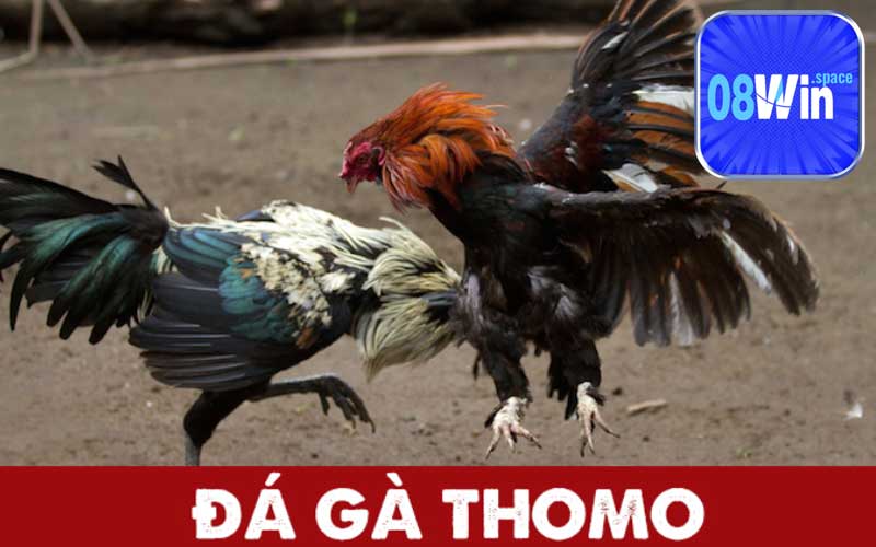 Đá gà tre Thomo